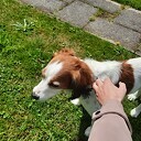 Hond gevonden en weer op de plek