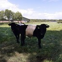 Erratum (fout in berichtje) Lakenvelders Erratum (fout in berichtje) Lakenvelders