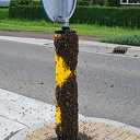 Bijen