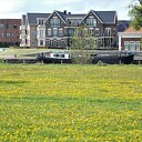 Dalfsen geel van de paardenbloemen Dalfsen geel van de paardenbloemen