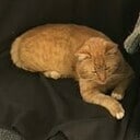 Kater nog zoek