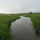 Groeizame meiregen, een zegen voor de natuur Groeizame meiregen, een zegen voor de natuur