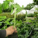 Nu zaterdag: Biologische Groenteplantenmarkt bij Decohof Nu zaterdag: Biologische Groenteplantenmarkt bij Decohof