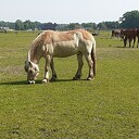 Reactie van de Manege op bijdrage Paard aan de Koesteeg