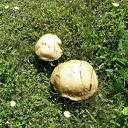 Paddenstoelen