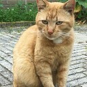 Van wie is deze lieve rode kater? Van wie is deze lieve rode kater?
