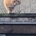 Rode kater wordt geterroriseerd