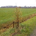 Wandelende bomen hebben nu de voeten in de aarde Wandelende bomen hebben nu de voeten in de aarde