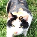 Poes Lappa vermist Poes Lappa vermist