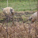 De wolvarkens weer volop aan het werk De wolvarkens weer volop aan het werk