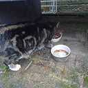 Aankomen lopen ontzettend lieve kater Aankomen lopen ontzettend lieve kater