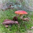 Paddenstoelen voor de lens van een natuurfotograaf Paddenstoelen voor de lens van een natuurfotograaf