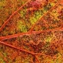 Mooie foto’s en een stukje natuurkennis