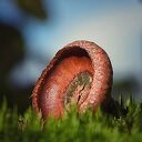 Dalfser Engelse werk, ook als natuurfotograaf raak je er niet uitgekeken Dalfser Engelse werk, ook als natuurfotograaf raak je er niet uitgekeken