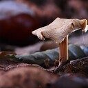 Mooie foto’s van paddenstoelen Mooie foto’s van paddenstoelen