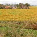 Enorme bloemenweide met “stinkertjes” Enorme bloemenweide met “stinkertjes”