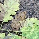 Herfstworkshop: veelkleurigheid!