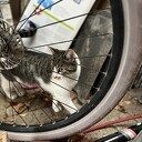 Kat gevonden en weer terug bij de eigenaar Kat gevonden en weer terug bij de eigenaar