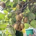 Kiwi’s in Ahn, zeg maar Kiwi les uit Ahn Kiwi’s in Ahn, zeg maar Kiwi les uit Ahn