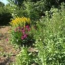 Stekjes gevraagd voor bloemenpluktuin Stekjes gevraagd voor bloemenpluktuin