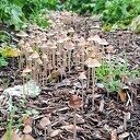  Foto paddenstoelen