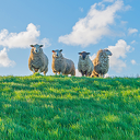 Winterstop voor schapen op de dijk