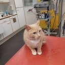 Probleem met kat is opgelost Probleem met kat is opgelost