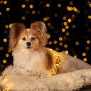 Kerst mini fotoshoot in Dalfsen, laat jouw huisdier stralen!