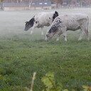 Nog meer mistige foto’s Nog meer mistige foto’s