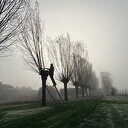 Vrijwilligers aan het werk bij het knotten van de wilgen