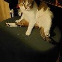 Vermist poes Spooky Vermist poes Spooky