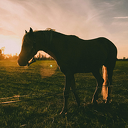 Paarden tegen bevriezen waterleiding Paarden tegen bevriezen waterleiding