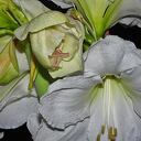 Amaryllis bol Amaryllis bol