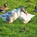 Canadese Gans of Boerengans, welke is het mooist? Canadese Gans of Boerengans, welke is het mooist?