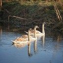 Prachtige jonge knobbelzwanen