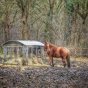 Het was ijzig koud in Witharen