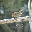 Vogels hebben een naam, maar ze luisteren niet