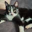 Kat vermist en weer thuis.