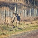 Magnifieke aanblik 2 reeën: op camera