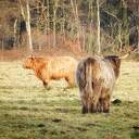 Natuurgebied in de Pieperij