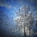 Koppel kraanvogels en heel veel spreeuwen Koppel kraanvogels en heel veel spreeuwen