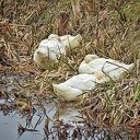 Femmie als natuurfotograaf met de camera op eendenjacht Femmie als natuurfotograaf met de camera op eendenjacht