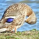Prachtige foto’s Vreugderijkerwaard, volgende serie