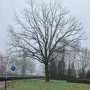 Kap boom rotonde Rondweg Kap boom rotonde Rondweg