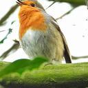Roodborst zingt
