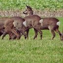 Prachtige kudde reeën in Nieuwleusen Prachtige kudde reeën in Nieuwleusen