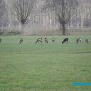 Aan de bosrand