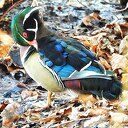 Deze Carolina eend is een ontsnapte sierwatervogel Deze Carolina eend is een ontsnapte sierwatervogel