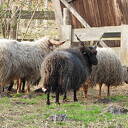 Hongaarse Racka schapen Hongaarse Racka schapen