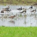 De weidevogels zijn aangekomen op de Hessenpoort De weidevogels zijn aangekomen op de Hessenpoort